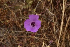 Clarkia tenella