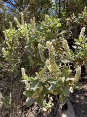 Escallonia pulverulenta