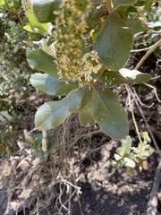 Escallonia pulverulenta