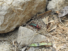 Stenaspis verticalis