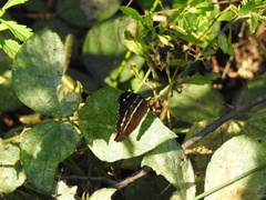 Anartia fatima colima