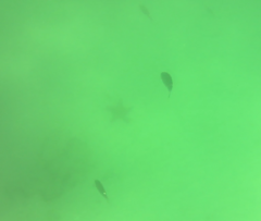 Pentaceraster cumingi