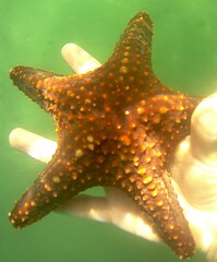 Pentaceraster cumingi