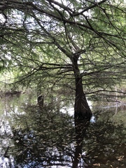 Taxodium mucronatum