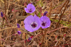 Clarkia tenella