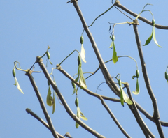Gyrocarpus jatrophifolius