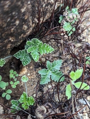 Notholaena standleyi