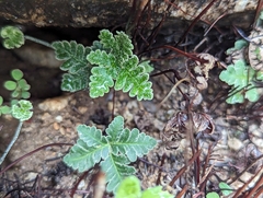 Notholaena standleyi