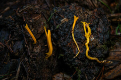 Calocera viscosa