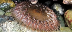 Urticina clandestina