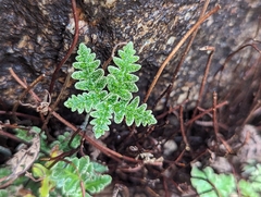 Notholaena standleyi