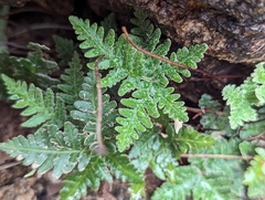 Notholaena standleyi