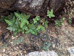 Notholaena standleyi