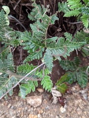 Notholaena standleyi