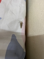 Creatonotos transiens