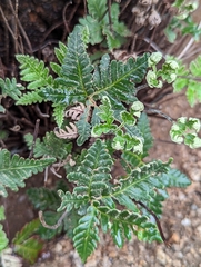 Notholaena standleyi