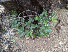 Notholaena standleyi