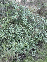 Heteromeles arbutifolia