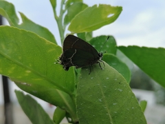 Callophrys xami