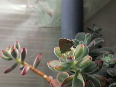 Callophrys xami