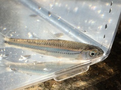 Notropis telescopus