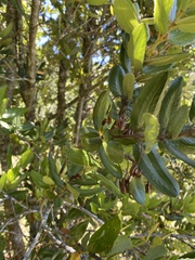 Eucryphia cordifolia
