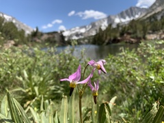 Primula jeffreyi