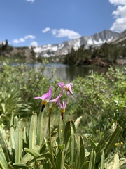 Primula jeffreyi