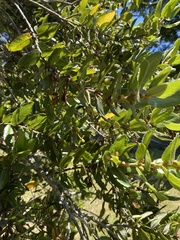 Eucryphia cordifolia