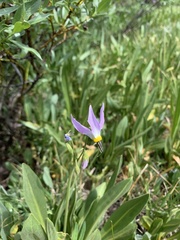 Primula jeffreyi