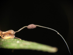 Ophiocordyceps unilateralis