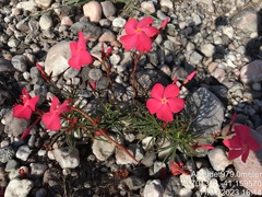 Mandevilla tenuifolia