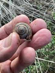 Helminthoglypta arrosa