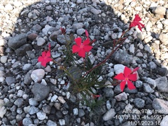 Mandevilla tenuifolia