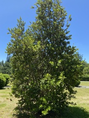Eucryphia cordifolia