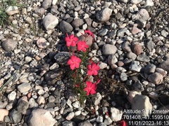 Mandevilla tenuifolia