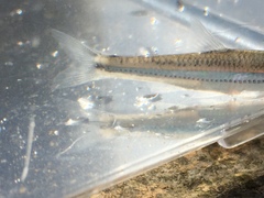 Notropis telescopus