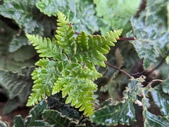 Notholaena standleyi