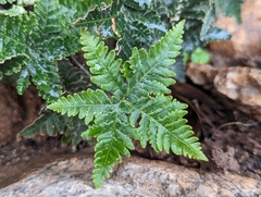 Notholaena standleyi