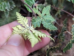 Notholaena standleyi