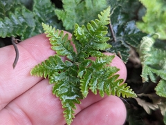 Notholaena standleyi