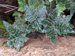 Notholaena standleyi