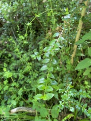 Rhaphithamnus spinosus