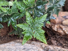 Notholaena standleyi