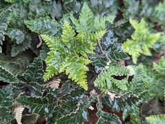 Notholaena standleyi