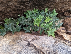 Notholaena standleyi