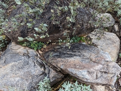 Notholaena standleyi