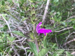 Poikilacanthus bahiensis