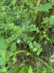 Rhaphithamnus spinosus