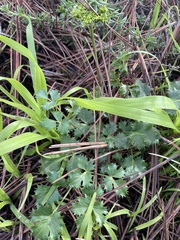 Lomatium lucidum